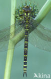 Blauwe glazenmaker (Aeshna cyanea)