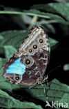 Blue morpho (Morpho peleides)