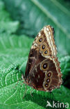 Blue morpho (Morpho peleides)