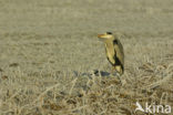 Blauwe Reiger (Ardea cinerea)