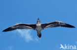 Blue-footed booby (Sula nebouxii)