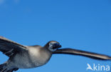 Blue-footed booby (Sula nebouxii)