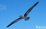 Blue-footed booby (Sula nebouxii)