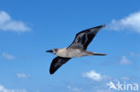 Blue-footed booby (Sula nebouxii)