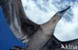 Blue-footed booby (Sula nebouxii)