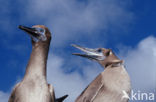 Blue-footed booby (Sula nebouxii)