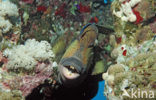 Titan triggerfish (Balistoides viridescens)