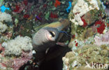 Titan triggerfish (Balistoides viridescens)