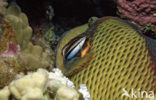 Titan triggerfish (Balistoides viridescens)