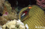 Titan triggerfish (Balistoides viridescens)