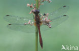 Bloedrode heidelibel (Sympetrum sanguineum)