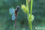 Bloedrode heidelibel (Sympetrum sanguineum)