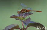 Bloedrode heidelibel (Sympetrum sanguineum)