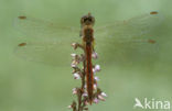 Bloedrode heidelibel (Sympetrum sanguineum)