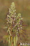 Bokkenorchis (Himantoglossum hircinum) 