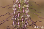 Bokkenorchis (Himantoglossum hircinum) 