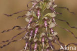Bokkenorchis (Himantoglossum hircinum) 
