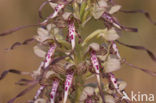 Bokkenorchis (Himantoglossum hircinum) 