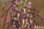 Bokkenorchis (Himantoglossum hircinum) 
