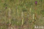 Bokkenorchis (Himantoglossum hircinum) 