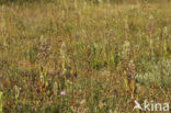 Bokkenorchis (Himantoglossum hircinum) 