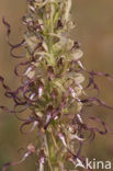 Lizard Orchid (Himantoglossum hircinum)