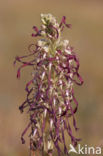 Bokkenorchis (Himantoglossum hircinum) 