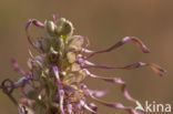 Bokkenorchis (Himantoglossum hircinum) 