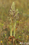 Bokkenorchis (Himantoglossum hircinum) 