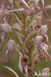 Bokkenorchis (Himantoglossum hircinum) 