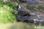Short-toed Tree Creeper (Certhia brachydactyla)
