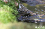 Boomkruiper (Certhia brachydactyla)