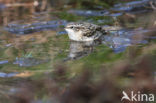 Short-toed Tree Creeper (Certhia brachydactyla)