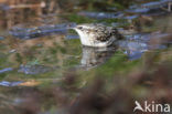 Short-toed Tree Creeper (Certhia brachydactyla)