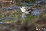 Boomkruiper (Certhia brachydactyla)