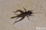 Bordeaux Cricket (Tartarogryllus burdigalensis)