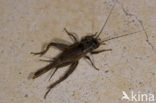 Bordeaux Cricket (Tartarogryllus burdigalensis)