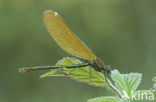 Bosbeekjuffer (Calopteryx virgo) 