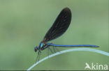 Beautiful Demoiselle (Calopteryx virgo)