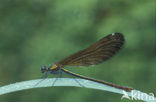 Beautiful Demoiselle (Calopteryx virgo)