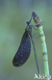 Beautiful Demoiselle (Calopteryx virgo)