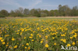 Boterbloem (Ranunculus)