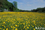 Boterbloem (Ranunculus)