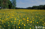 Boterbloem (Ranunculus)