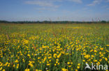 Boterbloem (Ranunculus)