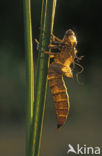 Brown Hawker (Aeshna grandis)