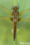 Bruine korenbout (Libellula fulva) 