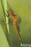 Bruine korenbout (Libellula fulva) 