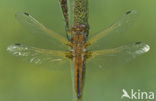 Scarce Chaser (Libellula fulva)