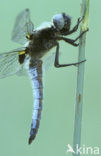 Bruine korenbout (Libellula fulva) 